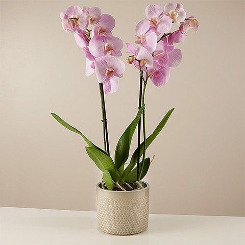 Product photo for Smooth Song: Orquídea Rosa