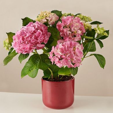 Blossom Aplenty: Hortensia Rosa