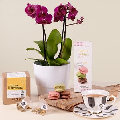 Tea Orchid: Mini Orquídea y Té