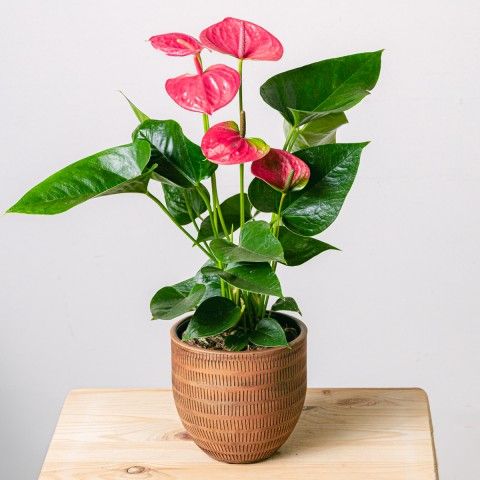 Product photo for Heart Beats: Anthurium Rosa