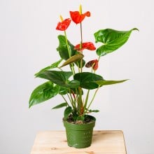 Image 0