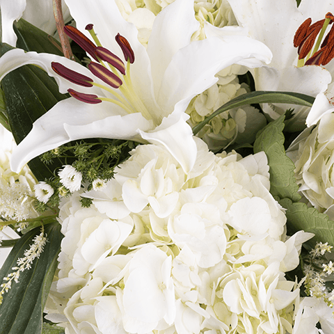 White Swan: Tallos Blancos highlight