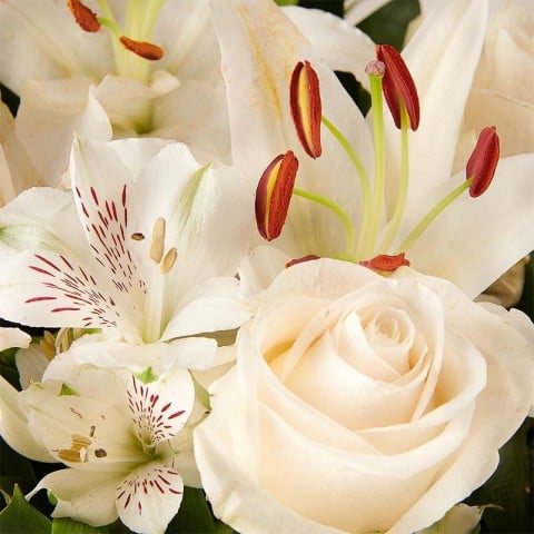 Pure White: Lirios y Rosas highlight