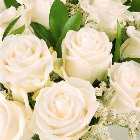 Rose's Elegance: Rosas Blancas highlight