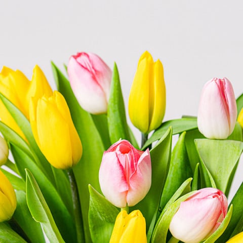 Bright Side: Tulipanes Rosas y Amarillos highlight