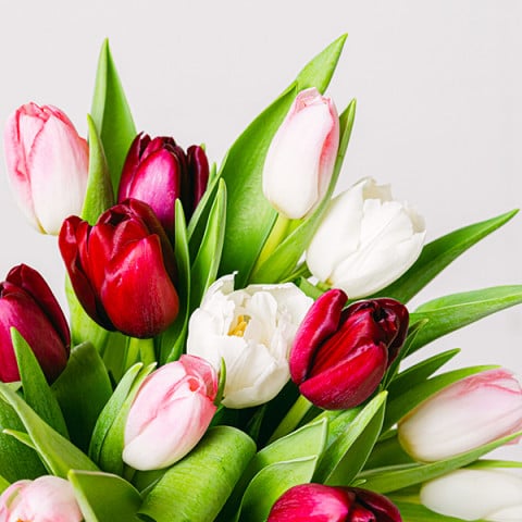 Unwind: Tulipanes Blancos y Rosas highlight