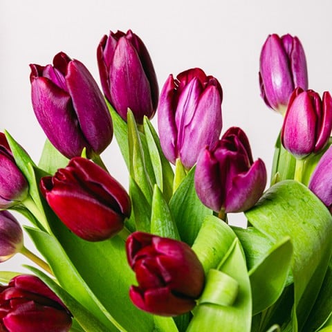 Blushing Love: Tulipanes morados highlight