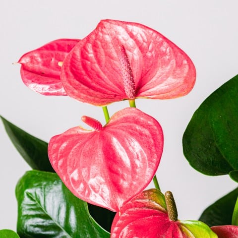 Heart for Mum: Anturio Rosa highlight
