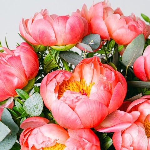 Bohemian Love: Peonías Rosas highlight