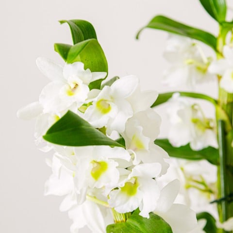 Tropical Bells: Dendronium Blanco highlight