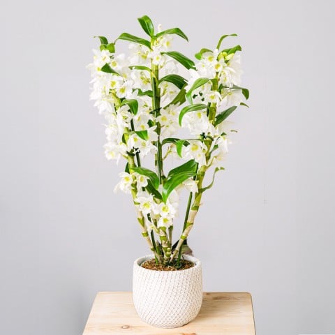 Tropical Bells: Dendronium Blanco