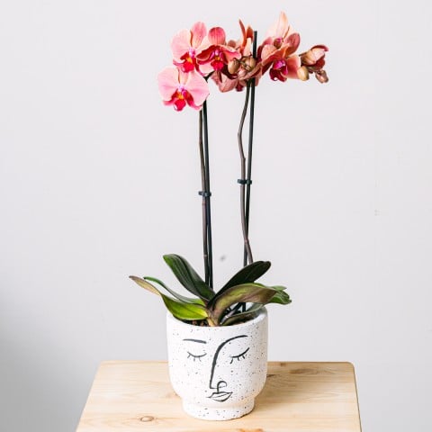 Reflejo del Amor: Orquídea Tigre