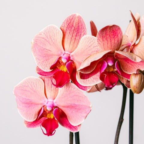 Reflejo del Amor: Orquídea Tigre highlight