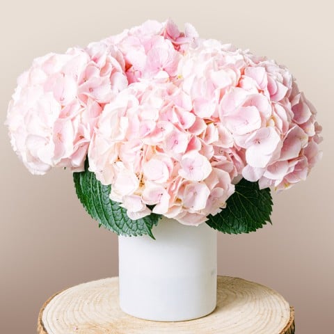 Romantic Poem: Hortensias Rosas