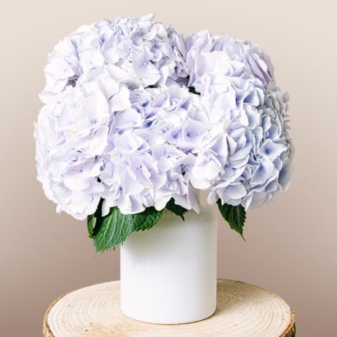 Little Sapphire: Hortensias Azules