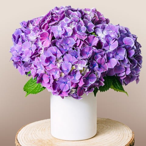 Magic Garden: Hortensias Lilas