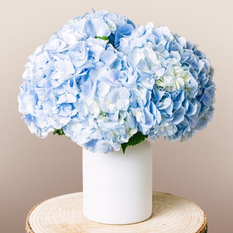 Soulful Eyes: Hortensias Azul Marino