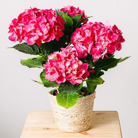Blossom Aplenty: Hortensia Rosa