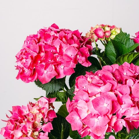Blossom Aplenty: Hortensia Rosa highlight