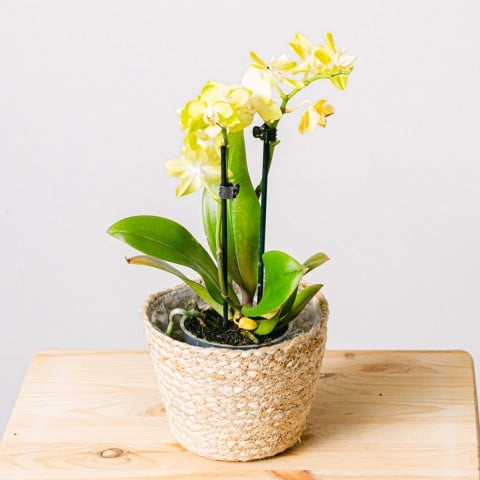Yellow Rising: Orquídea Amarilla