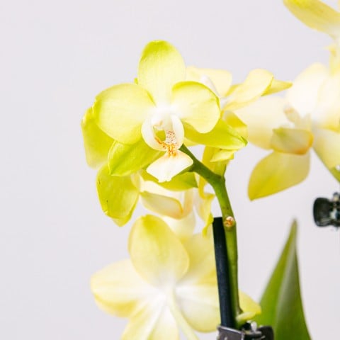 Yellow Rising: Orquídea Amarilla highlight