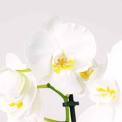 Snowflakes Dance: Orquídea Blanca highlight