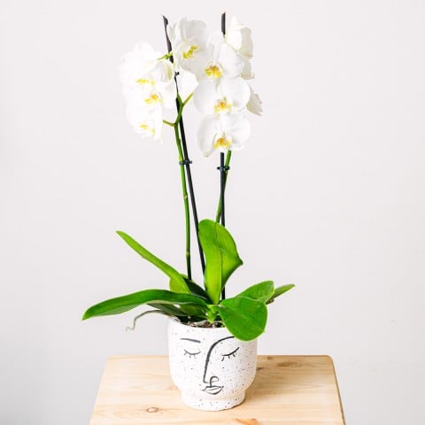 Snowflakes Dance: Orquídea Blanca