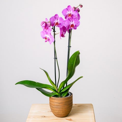 Purple Gospel: Orquídea Morada