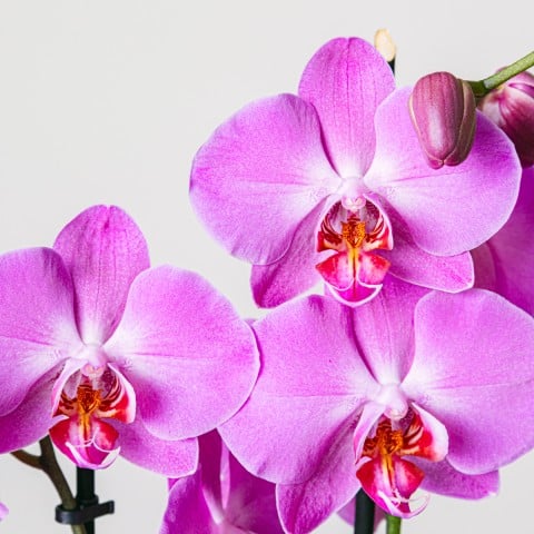 Purple Gospel: Orquídea Morada highlight