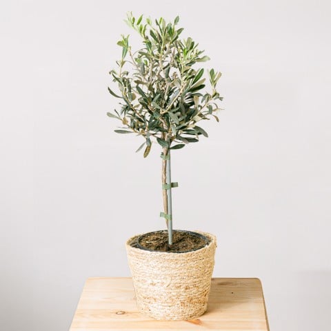 Mediterranean Peace: Mini Olivo