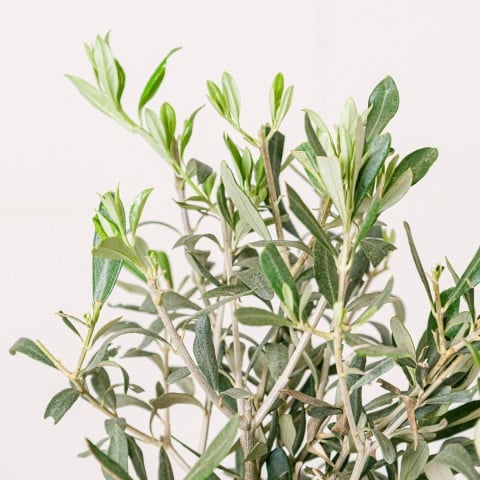 Mediterranean Peace: Mini Olivo highlight
