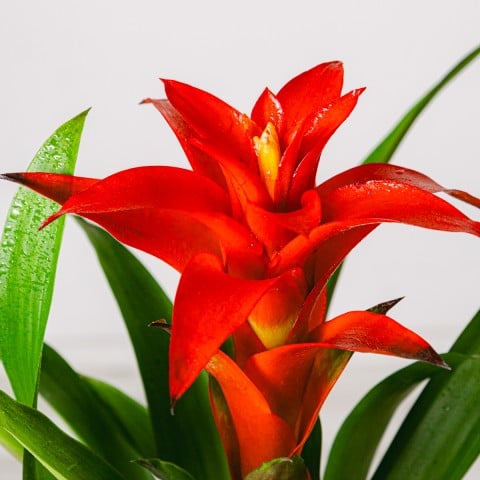 Corazón en Flor: Bromelia Roja highlight