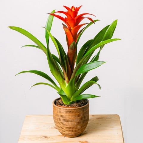 Corazón en Flor: Bromelia Roja