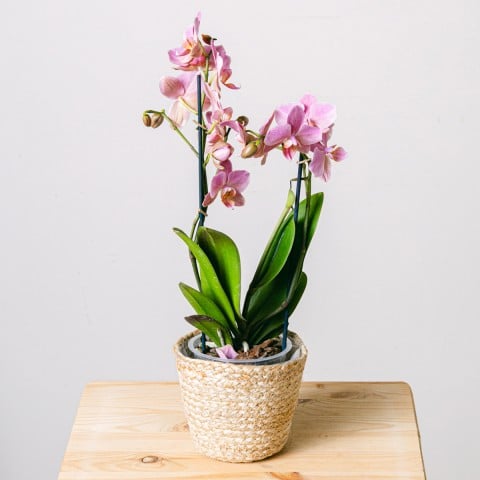 Smooth Song: Orquídea Rosa