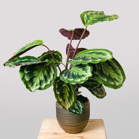 Exotic Dance: Calathea Medallion
