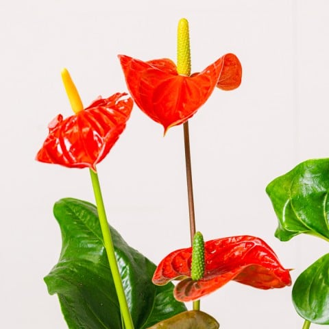 True Affection: Anturio Rojo highlight
