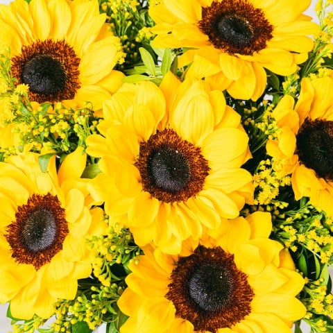 Melodía Dorada: Girasoles y Solidago highlight