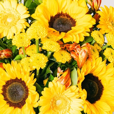 Seminyak: Girasoles y Crisantemos highlight