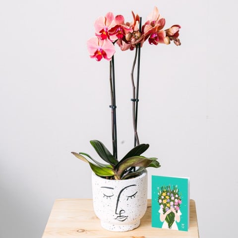 Ternura Tropical: Orquídea, macetero y tarjeta