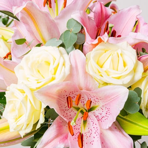 Candy: Lirios y Rosas highlight