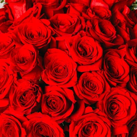 Amor Eterno: 40 Rosas Rojas highlight