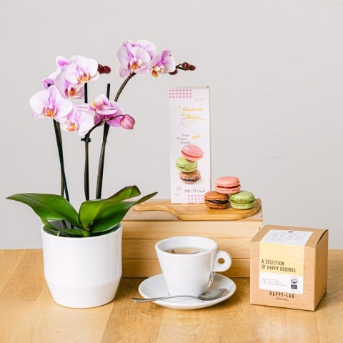 Tea Orchid: Mini Orquídea y Té