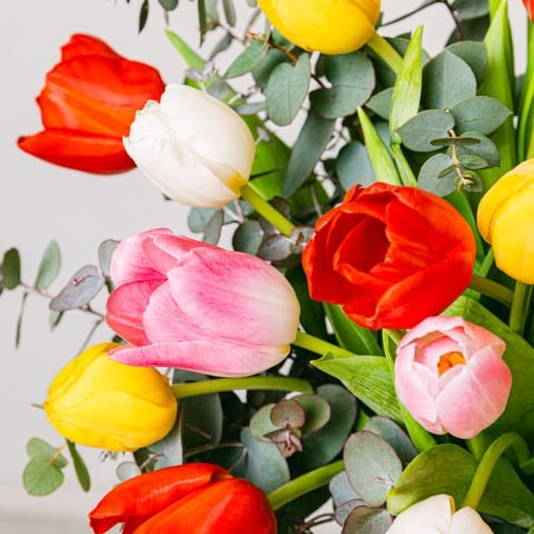 Arcoiris: Tulipanes Multicolor highlight