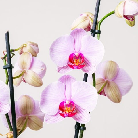 Tea Orchid: Mini Orquídea y Té highlight