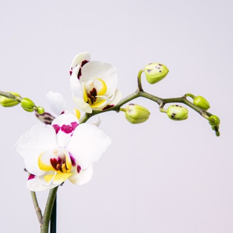 Maravilla Dulce: Selección de Orquídea y Praliné highlight