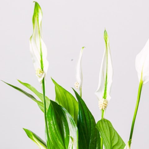 Doble Sonrisa: Rosas Anaranjadas y Lirio de la Paz highlight