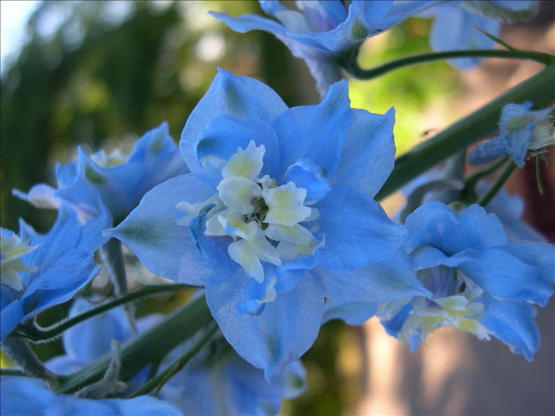 Las Azucenas, Flores Azules » FloraQueen ES