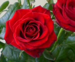 roze Flores de cumpleaños para el mes de junio 1