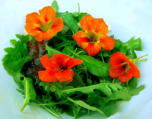 Flores comestibles: una tentación para el paladar y la decoración de tus platos