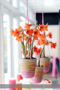 Este verano, ¡decora tu casa con plantas y flores